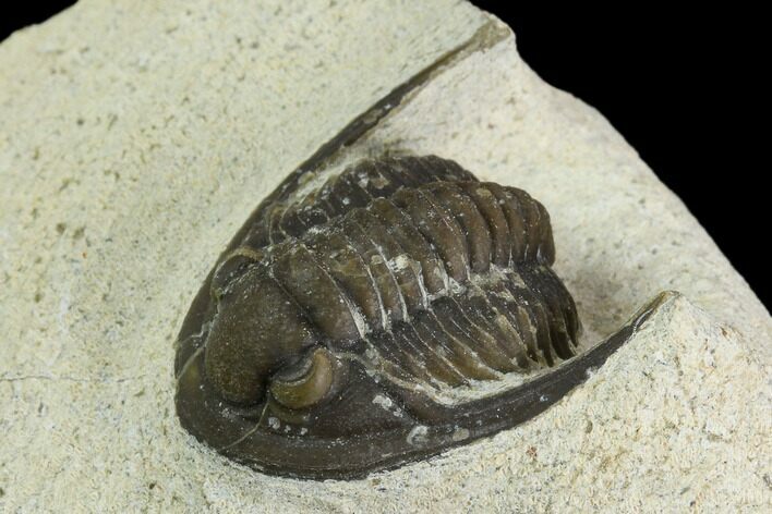 Bargain, Cornuproetus Trilobite Fossil - Morocco #119982